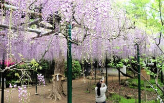 見頃を迎えた藤の花＝明石市魚住町中尾