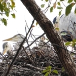 巣から顔を出すアオサギのひなたち。親鳥（右）が寄り添っている＝明石市明石公園