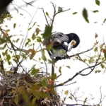 アオサギに混じって営巣するカワウの姿も見られた＝明石市明石公園