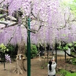 見頃を迎えた藤の花＝明石市魚住町中尾