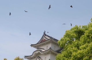 明石城の上空を乱舞するトビ＝県立明石公園