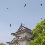 明石城の上空を乱舞するトビ＝県立明石公園