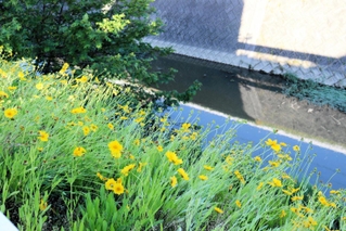 谷八木川の川辺に咲くオオキンケイギク＝明石市大久保町松陰（５月２９日撮影）