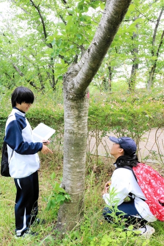 ソメイヨシノの木を調べる生徒＝石ケ谷公園