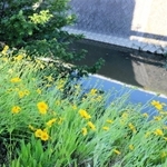 谷八木川の川辺に咲くオオキンケイギク＝明石市大久保町松陰（５月２９日撮影）