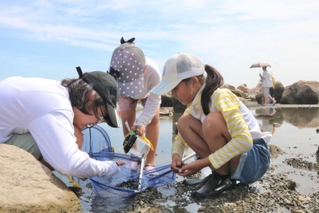 生き物を探す子どもたち＝明石市大蔵海岸通２
