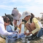 生き物を探す子どもたち＝明石市大蔵海岸通２