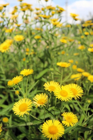 希少植物のオグルマ＝明石市大久保町大窪