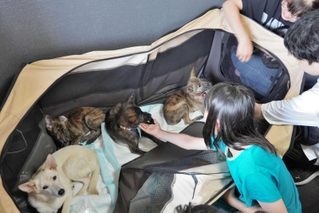 保護犬と触れ合う来場者ら＝明石市藤江