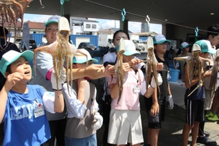 タコの足を広げて干しダコを作る子どもたち＝明石市岬町