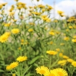 希少植物のオグルマ＝明石市大久保町大窪