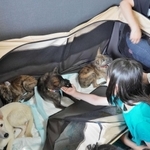 保護犬と触れ合う来場者ら＝明石市藤江