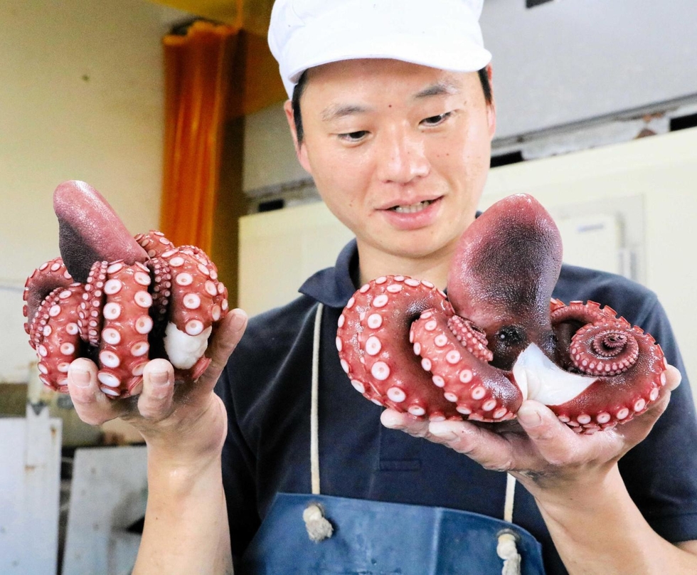 明石ダコの美しさ、色っぽさ、グラビア写真に 水揚げから「ゆで」まで