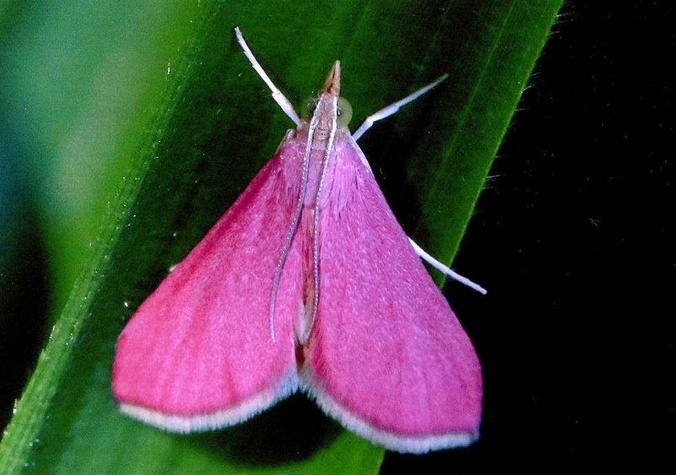 色鮮やかピンクの「ハートマーク」見つけた 北米原産のガ、明石で確認