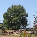 間もなく伐採されるラクウショウの大木＝明石市北王子町