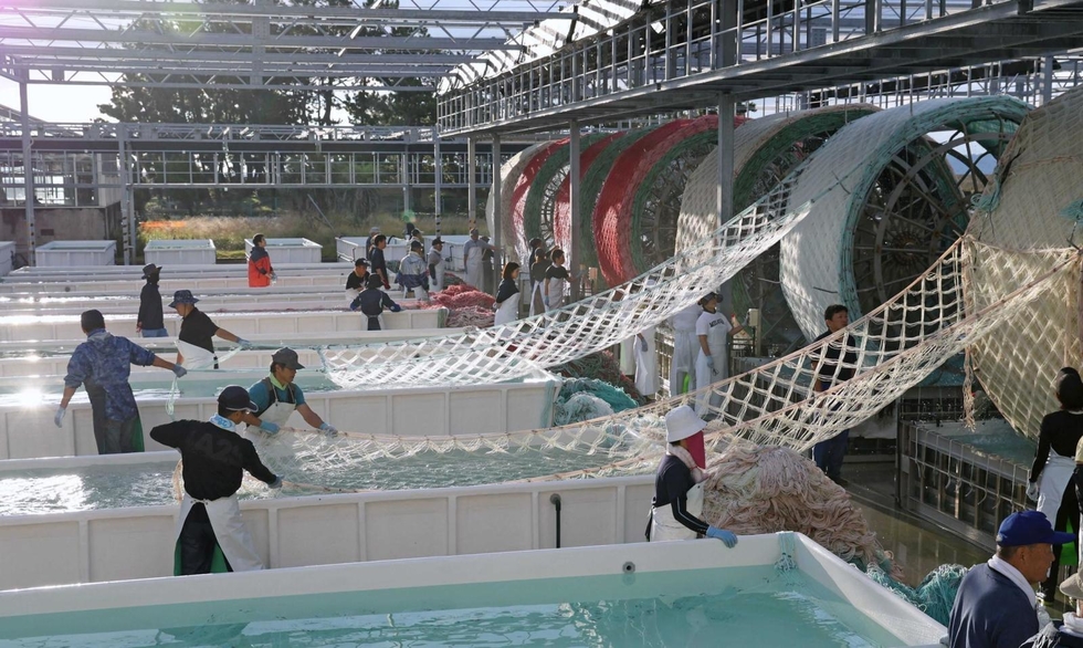 おいしいノリできますよう 巨大水車回し、網に種付け 養殖へ準備 明石  