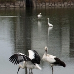池で餌を探すコウノトリ。サギと餌を奪い合うような場面もあった＝２日午後、明石市魚住町清水