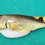釣り上げられた体長５３センチのシロサバフグ