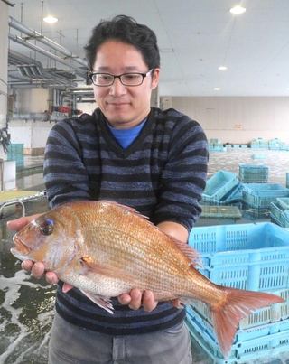 旬を迎え、赤く色づいた紅葉鯛＝明石浦漁協