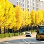 美しく色づいているイチョウ並木＝明舞団地