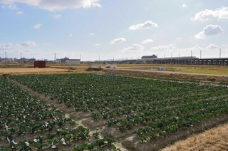 新幹線の線路の周囲に広がる農地＝明石市魚住町長坂寺
