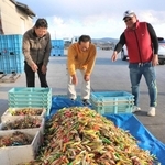 今年市内で回収された１万３６９個の疑似餌＝二見港