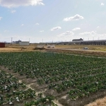 新幹線の線路の周囲に広がる農地＝明石市魚住町長坂寺