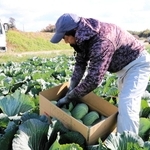 収穫したキャベツが次々と箱に詰められていく＝神戸市西区