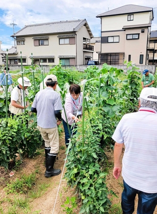 科目別コースで野菜づくりを学ぶ受講生＝２０２４年７月、明石市野々上２（明石市提供）