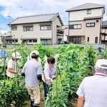 科目別コースで野菜づくりを学ぶ受講生＝２０２４年７月、明石市野々上２（明石市提供）
