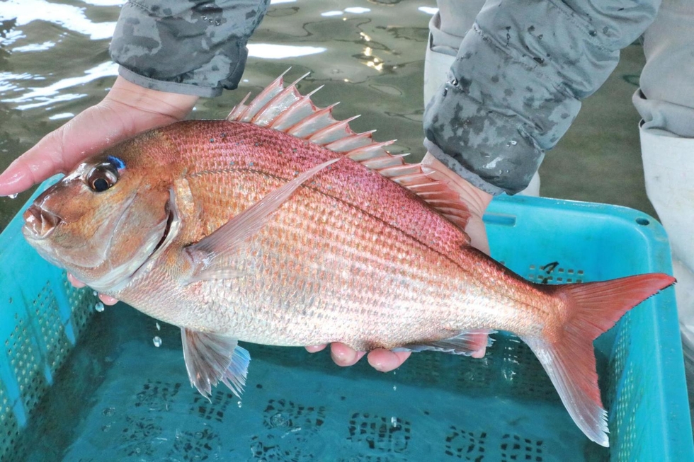 塩焼き、刺し身、天ぷら…」旬の桜鯛が続々水揚げ 明石で伝統漁法「五智