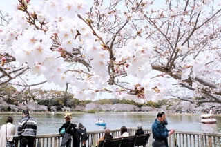 剛ノ池ではボートを楽しむ花見客でにぎわう＝県立明石公園