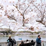 剛ノ池ではボートを楽しむ花見客でにぎわう＝県立明石公園
