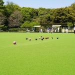 アスファルト舗装や人工芝が改修されたローンボウルズコート＝明石市明石公園