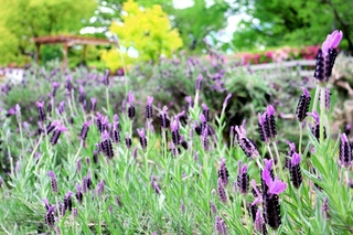 見頃を迎えたラベンダー＝石ケ谷公園