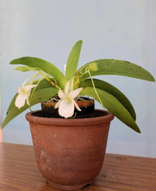 開花したアングレカム・レオニス＝花と緑のまちづくりセンター