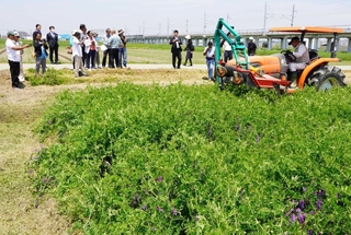 ヘアリーベッチの刈り込み作業を視察するスリランカ農業省の関係者ら＝明石市大久保町江井島