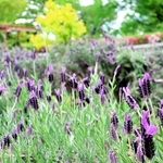 見頃を迎えたラベンダー＝石ケ谷公園