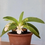 開花したアングレカム・レオニス＝花と緑のまちづくりセンター