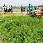 ヘアリーベッチの刈り込み作業を視察するスリランカ農業省の関係者ら＝明石市大久保町江井島