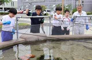 ヒラメに餌をやる中学生たち＝明石市二見町南二見