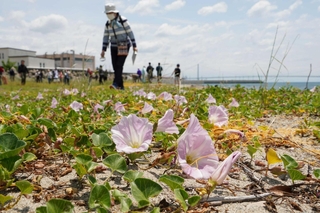 ハマヒルガオなどの海浜植物について学んだネイチャーツアー＝明石市船上町