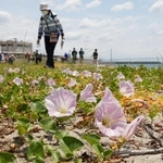 ハマヒルガオなどの海浜植物について学んだネイチャーツアー＝明石市船上町