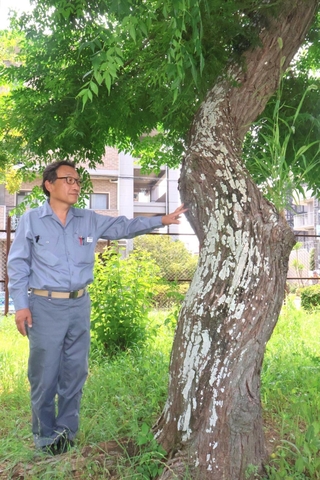 山陽電鉄東二見工場に移植された木に触れる田中一吉さん＝明石市二見町東二見