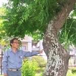 山陽電鉄東二見工場に移植された木に触れる田中一吉さん＝明石市二見町東二見