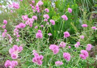 今年のコンペの単鉢部門の課題花「ゴンフレナ　ラブラブラブ」＝花と緑のまちづくりセンター