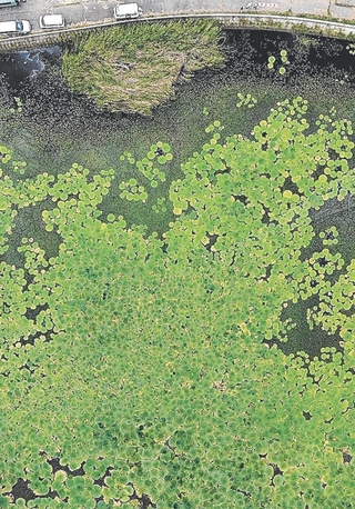 西島新池を覆うオニバス（兵庫・水辺ネットワーク提供、ドローンで撮影、複数枚を合成）