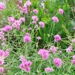 今年のコンペの単鉢部門の課題花「ゴンフレナ　ラブラブラブ」＝花と緑のまちづくりセンター