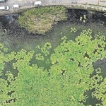 西島新池を覆うオニバス（兵庫・水辺ネットワーク提供、ドローンで撮影、複数枚を合成）