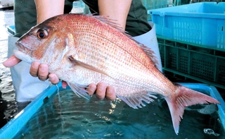 赤く色づいた紅葉鯛＝明石市岬町
